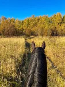 Аренда лошадей