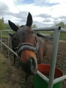 Фотосессия с лошадьми