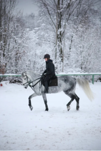 Конные прогулки в поле